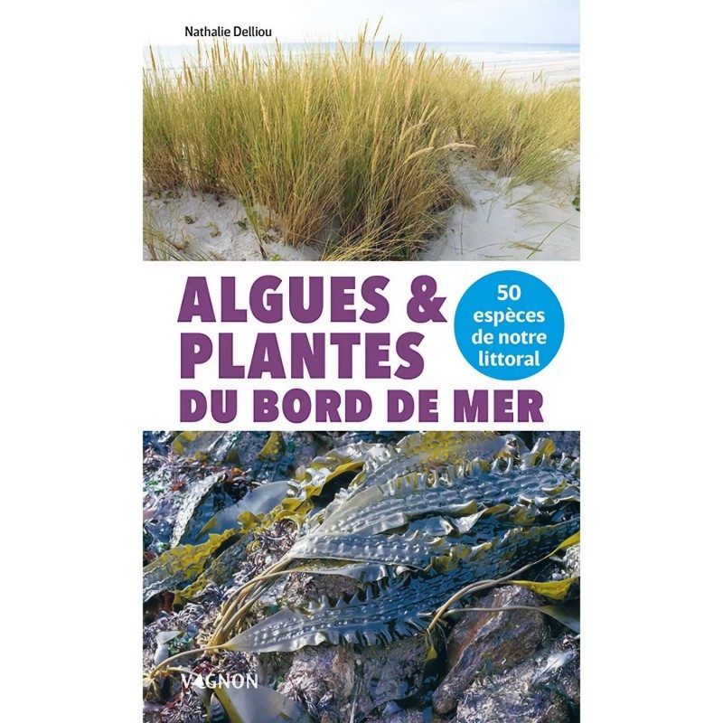 Algues et plantes du bord de mer